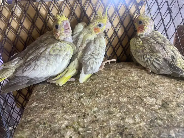 فروخ كروان غر (تم البيع) 0