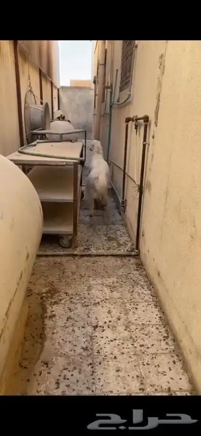 مطبخ ولائم 4