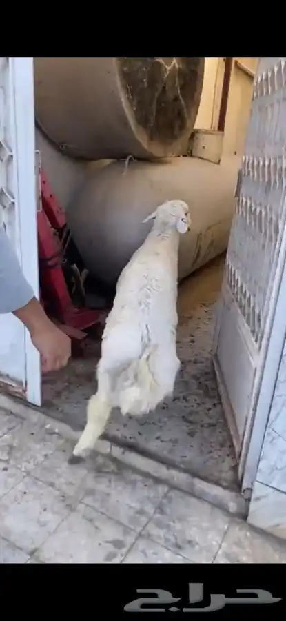 مطبخ ولائم 3