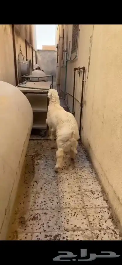 مطبخ ولائم 2