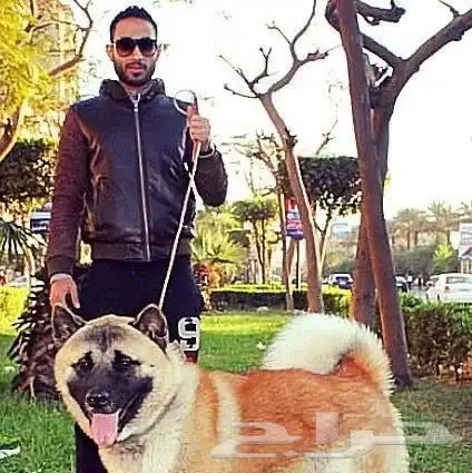 مدرب كلاب و استيراد جميع أنواع الكلاب 20