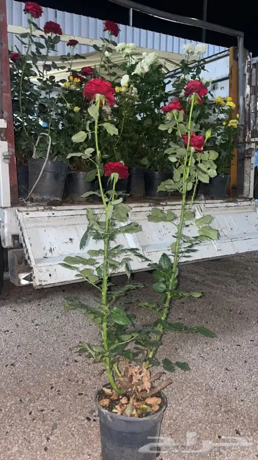 شتلات ورد جوري هولندي 1