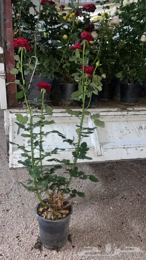 شتلات ورد جوري هولندي 2