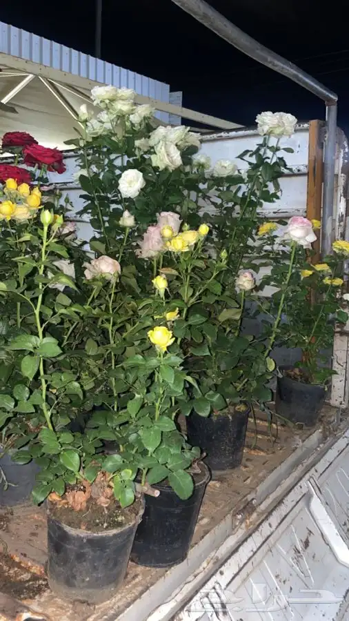 شتلات ورد جوري هولندي 3