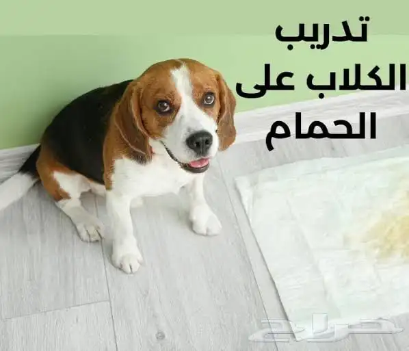 مدرب كلاب و استيراد جميع أنواع الكلاب 1