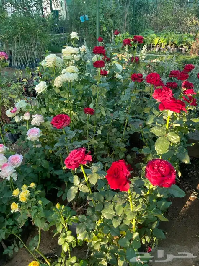 شتلات ورد جوري هولندي 0