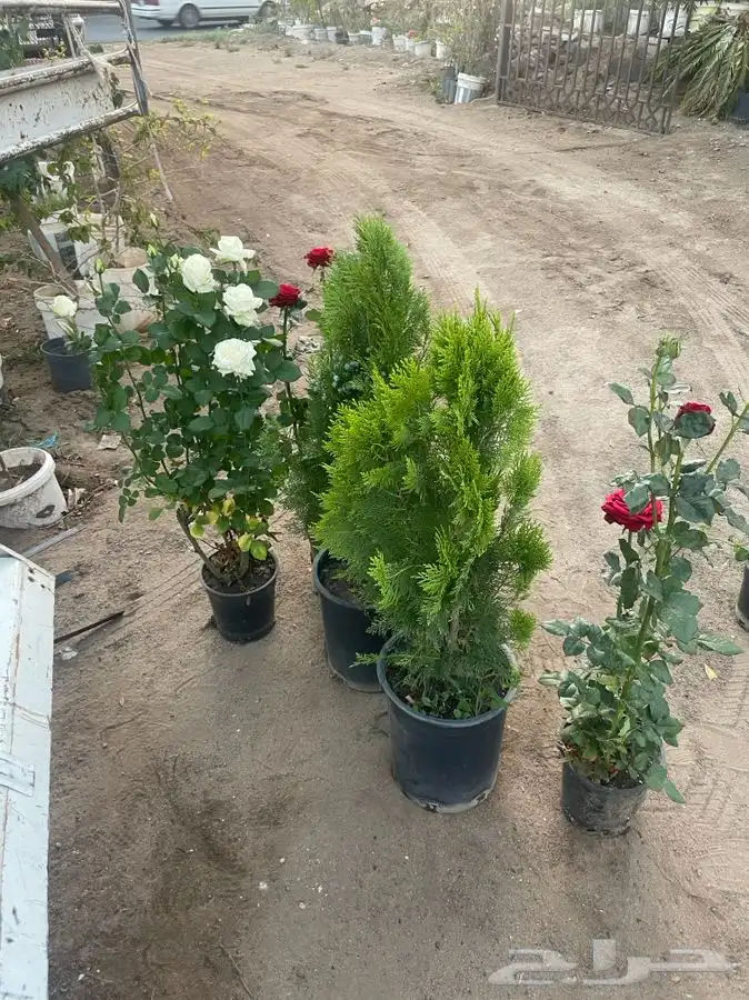 شتلات ورد جوري هولندي 4