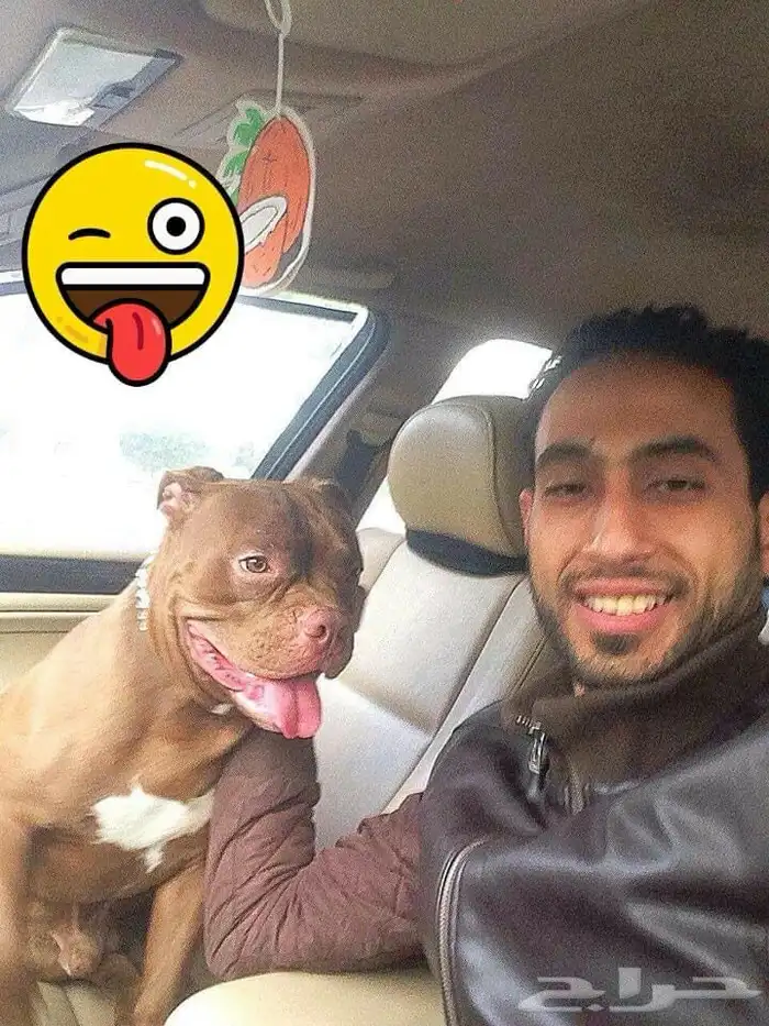 مدرب كلاب و استيراد جميع أنواع الكلاب 11