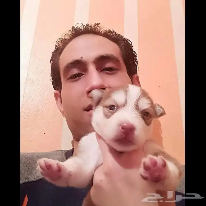 مدرب كلاب و استيراد جميع أنواع الكلاب 14