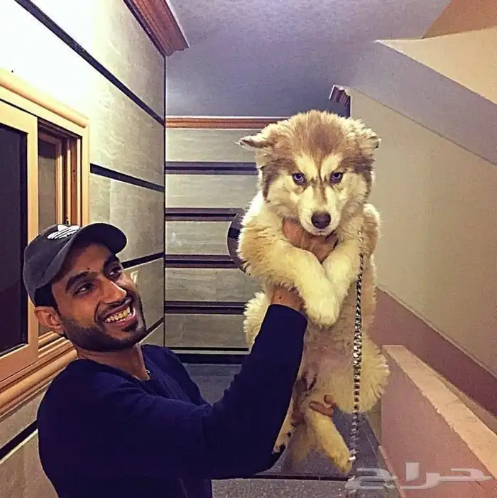 مدرب كلاب و استيراد جميع أنواع الكلاب 19