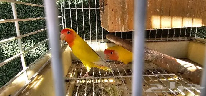 زوج روز لاتينو (( تم البيع )) 4