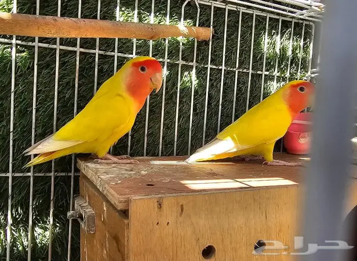 زوج روز لاتينو (( تم البيع )) 7