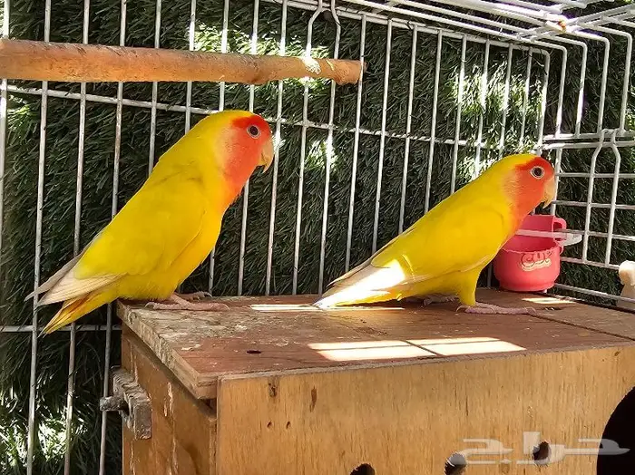 زوج روز لاتينو (( تم البيع )) 5