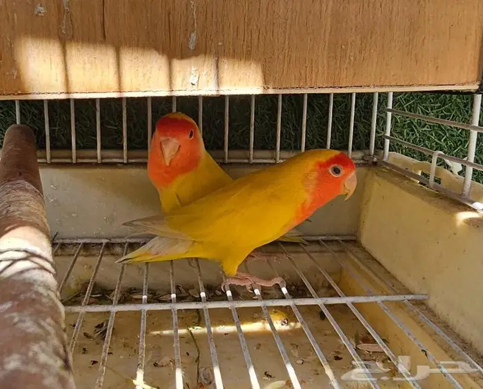 زوج روز لاتينو (( تم البيع )) 3