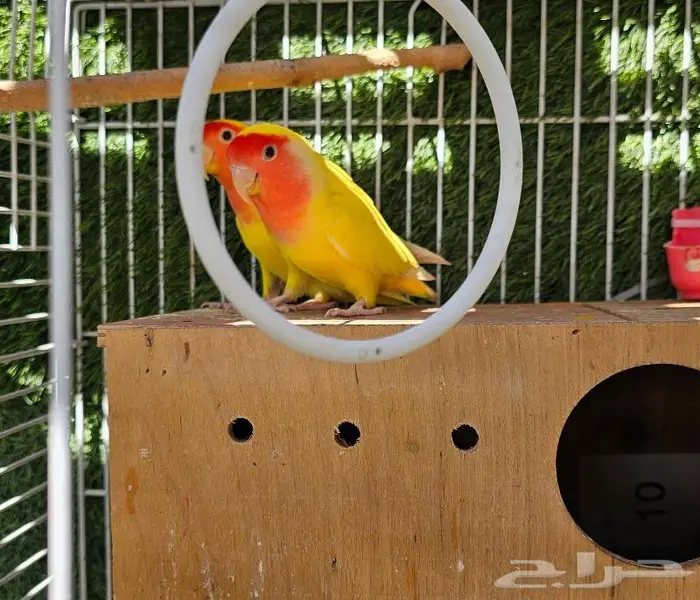 زوج روز لاتينو (( تم البيع )) 1