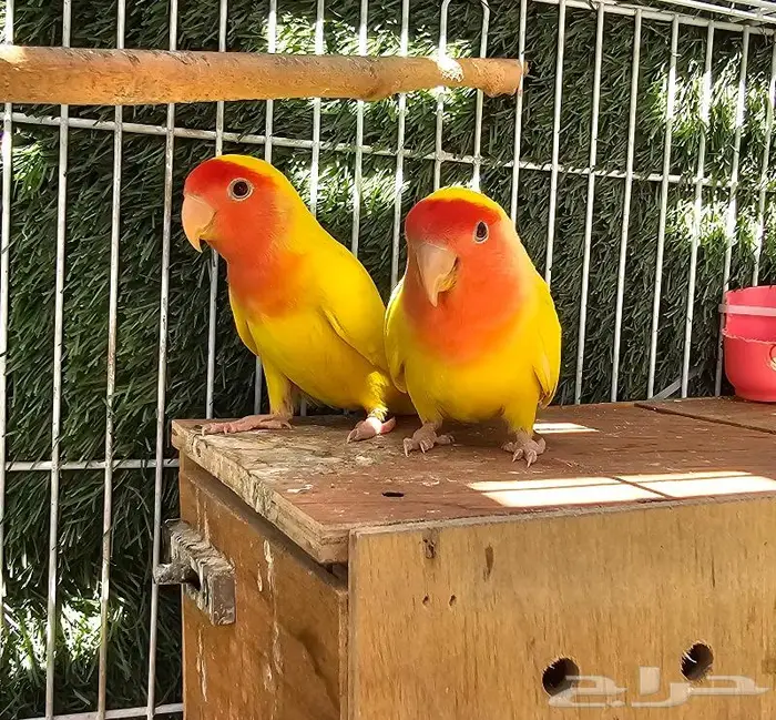 زوج روز لاتينو (( تم البيع )) 8