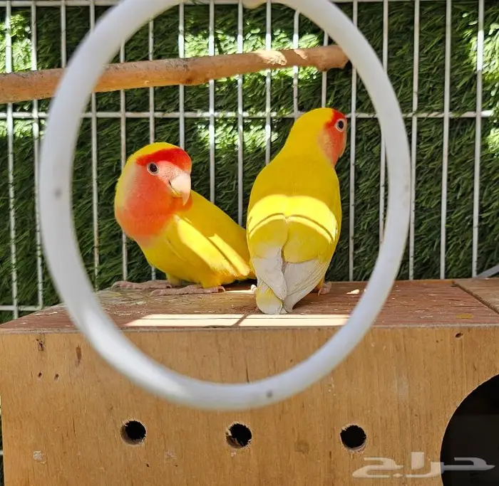 زوج روز لاتينو (( تم البيع )) 2