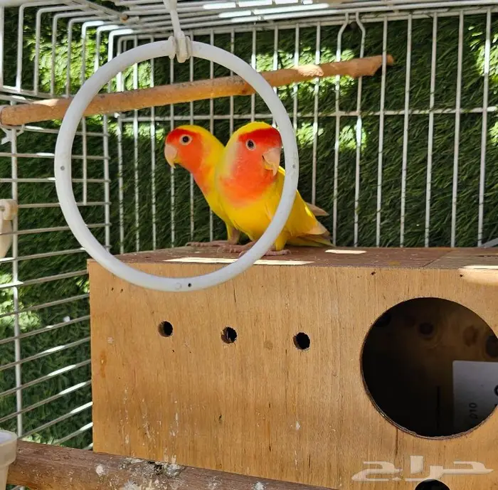 زوج روز لاتينو (( تم البيع )) 6