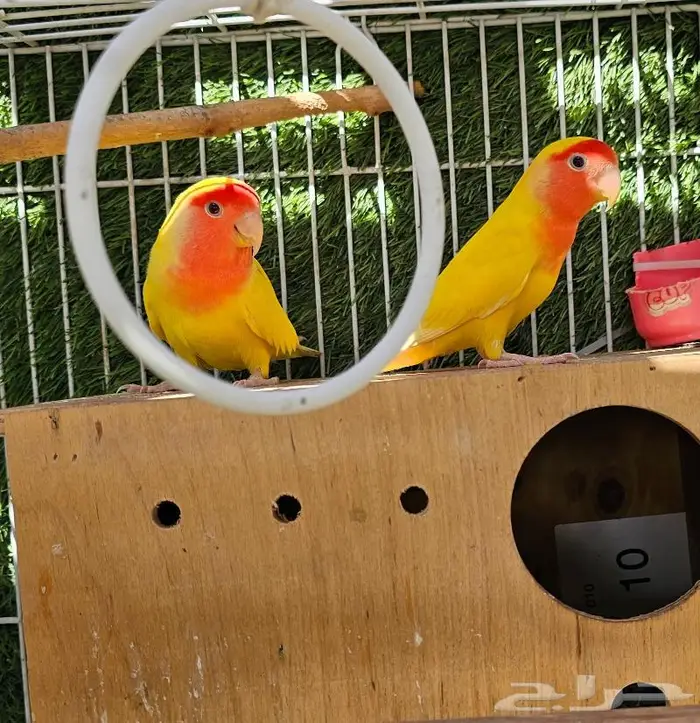 زوج روز لاتينو (( تم البيع )) 0