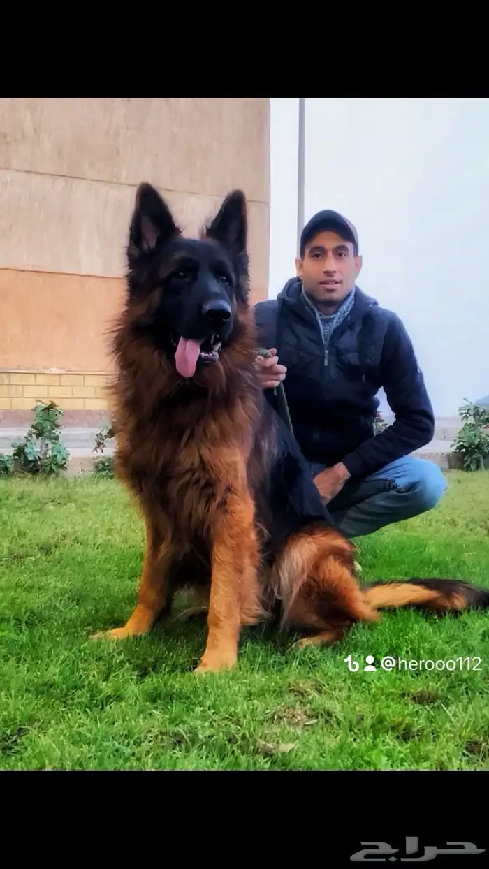 مدرب كلاب و استيراد جميع أنواع الكلاب 7
