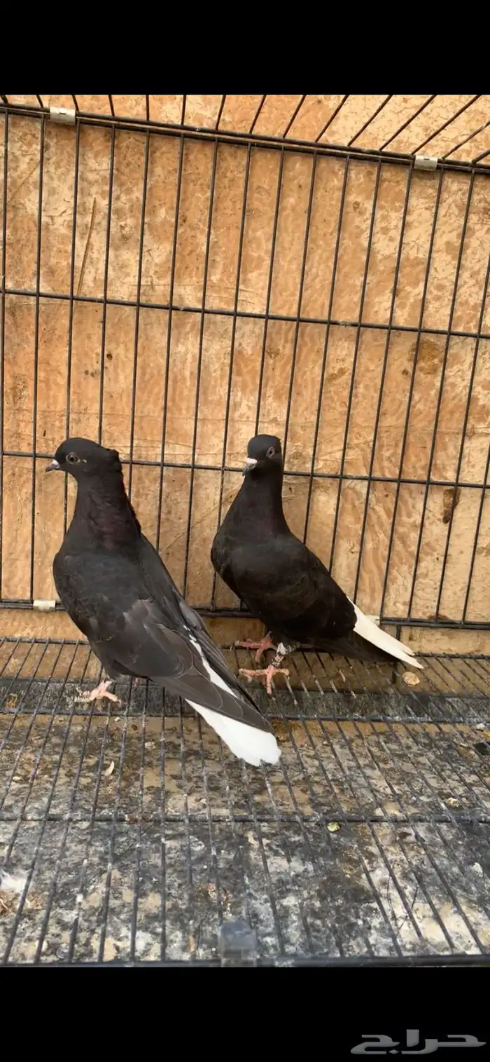 حمام ايراني 2