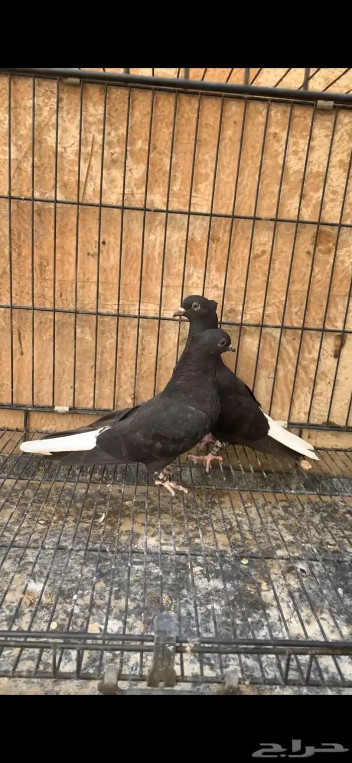 حمام ايراني 8