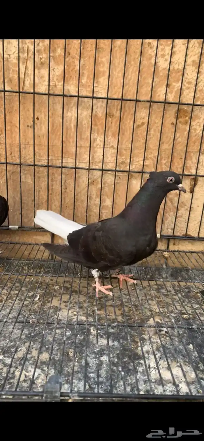 حمام ايراني 4