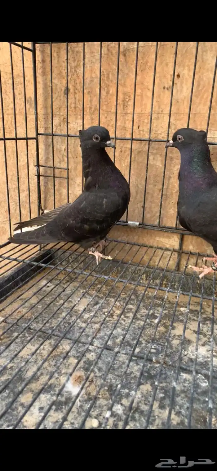 حمام ايراني 5