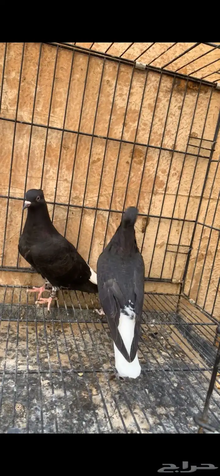 حمام ايراني 6