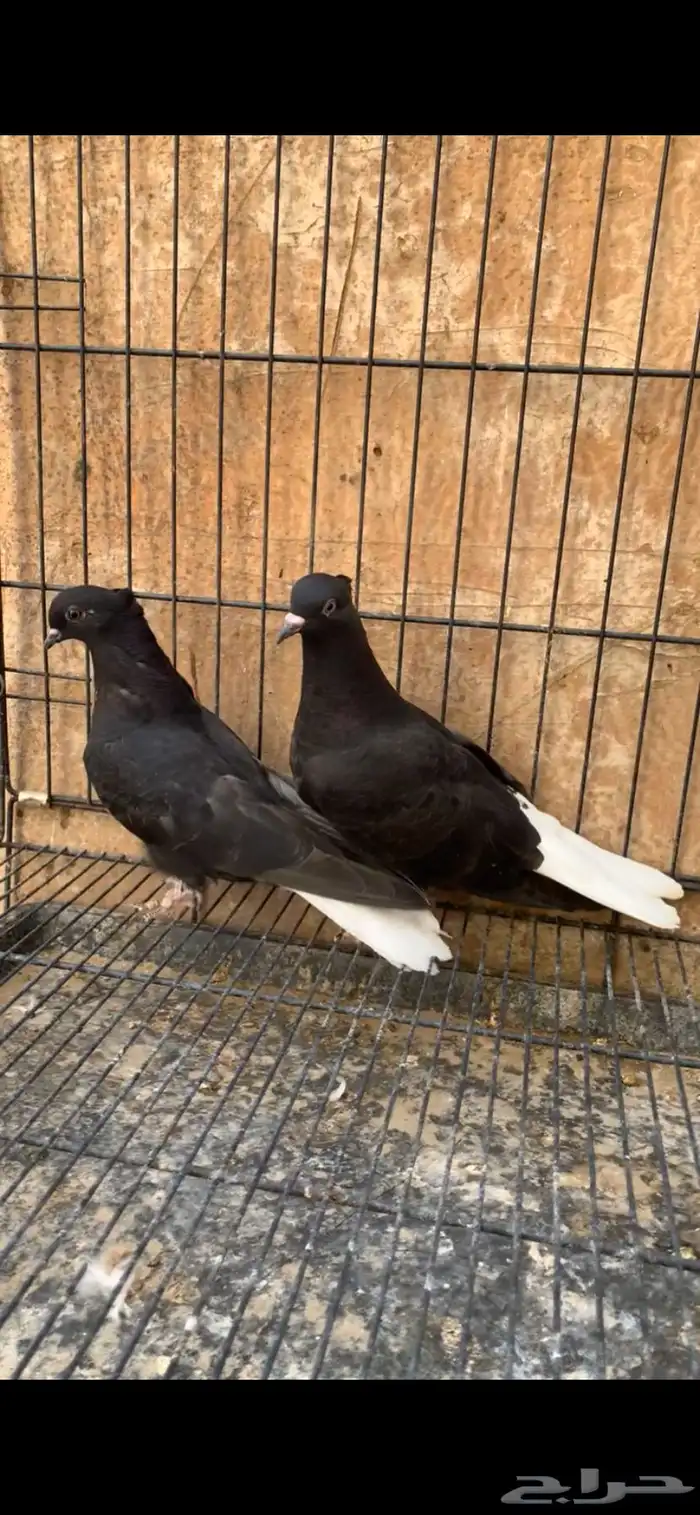 حمام ايراني 3