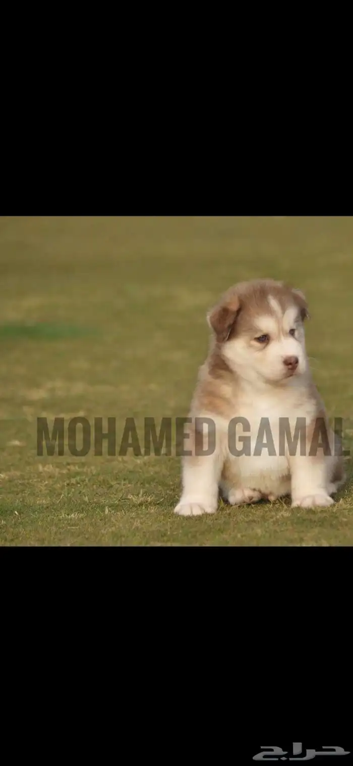 مدرب كلاب و استيراد جميع أنواع الكلاب 9