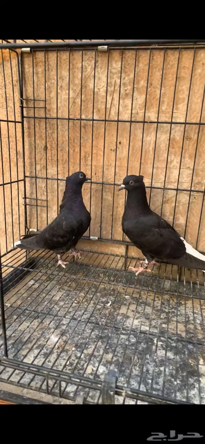 حمام ايراني 7