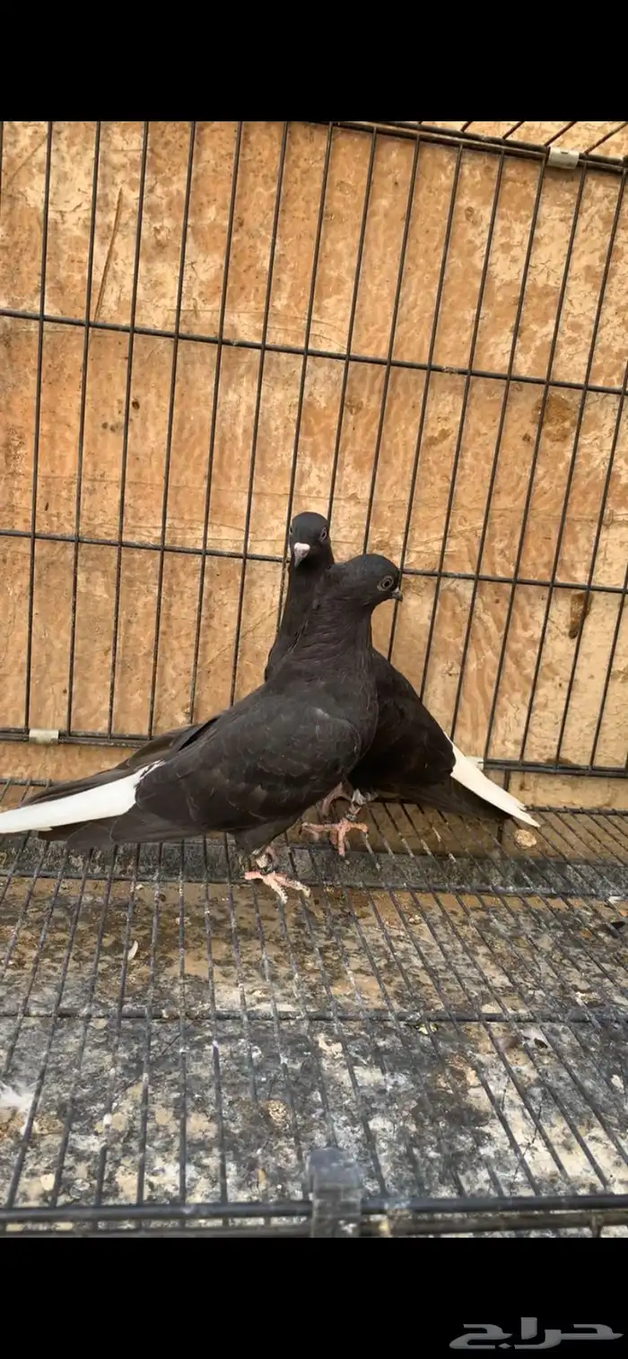 حمام ايراني 0