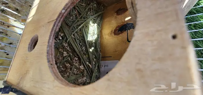 زوج روز لاتينو (( تم البيع )) 9