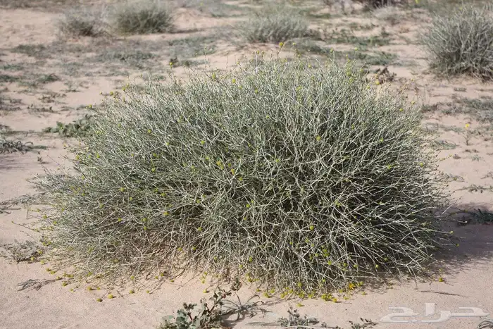 شتلات بريه عرفج 0