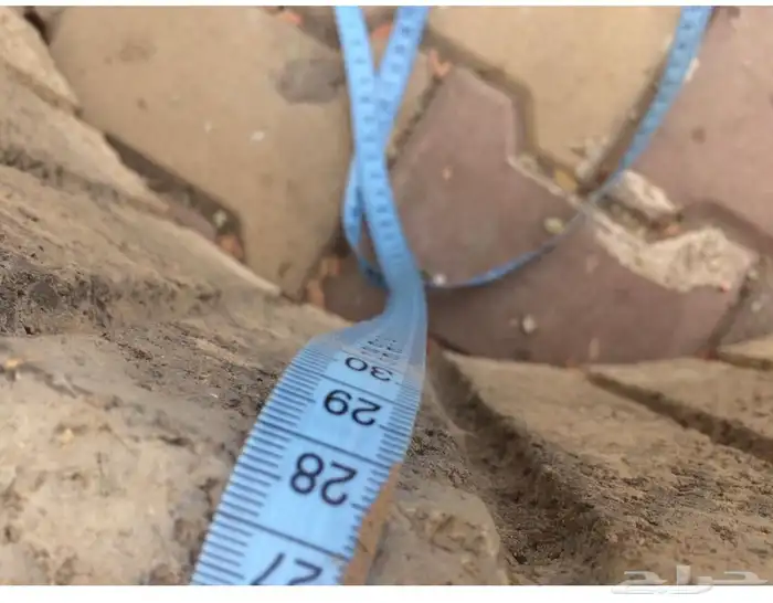 مراكن زرع من الأسمنت مراكن اسمنتيةوشجر اللوز الهندي 15