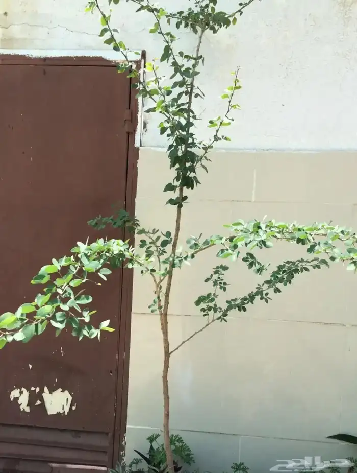 مراكن زرع من الأسمنت مراكن اسمنتيةوشجر اللوز الهندي 11