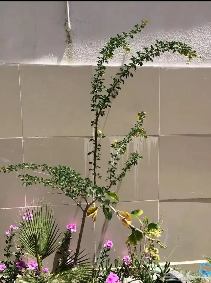 مراكن زرع من الأسمنت مراكن اسمنتيةوشجر اللوز الهندي 12