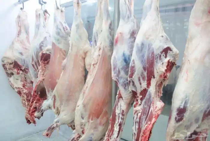 يوجد لدي خرفان وتيوس وعجول وأفخاذ لي البيع بالطن فقط 0