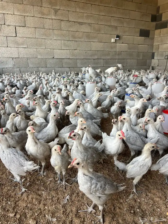 للبيع صوص فيومي الامنيوم صافي 2