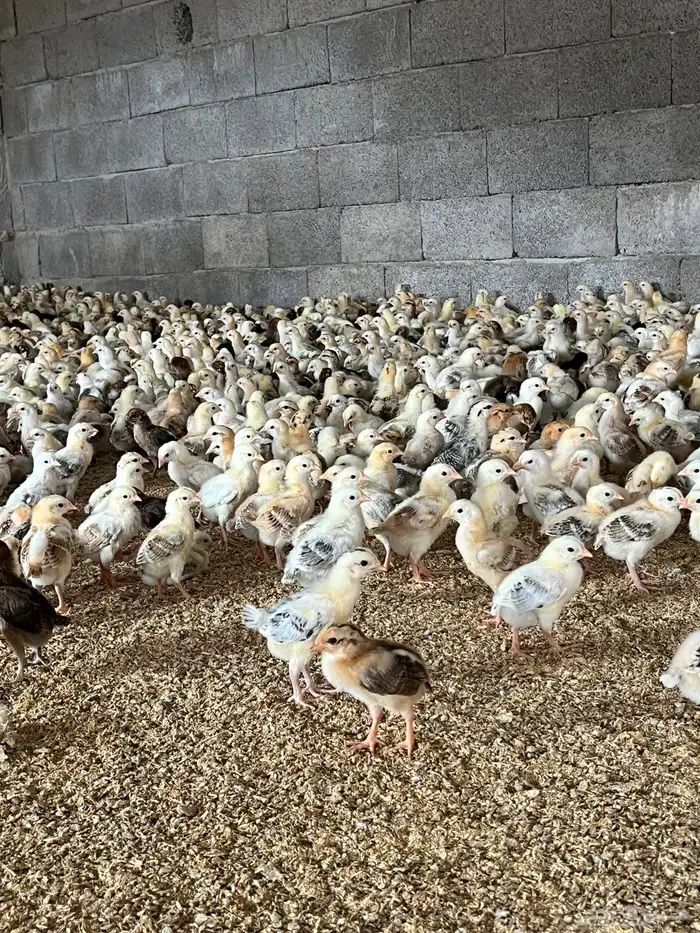 فروخ صوص بلدي 2