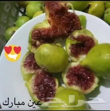 شتلات تين اسباني 7