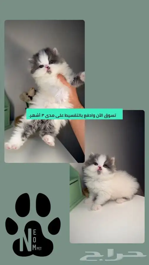 سكوتش فولد هاف بيكي قطه قطوه قطط للبيع بسه هملايا شيرازي ذكر 1