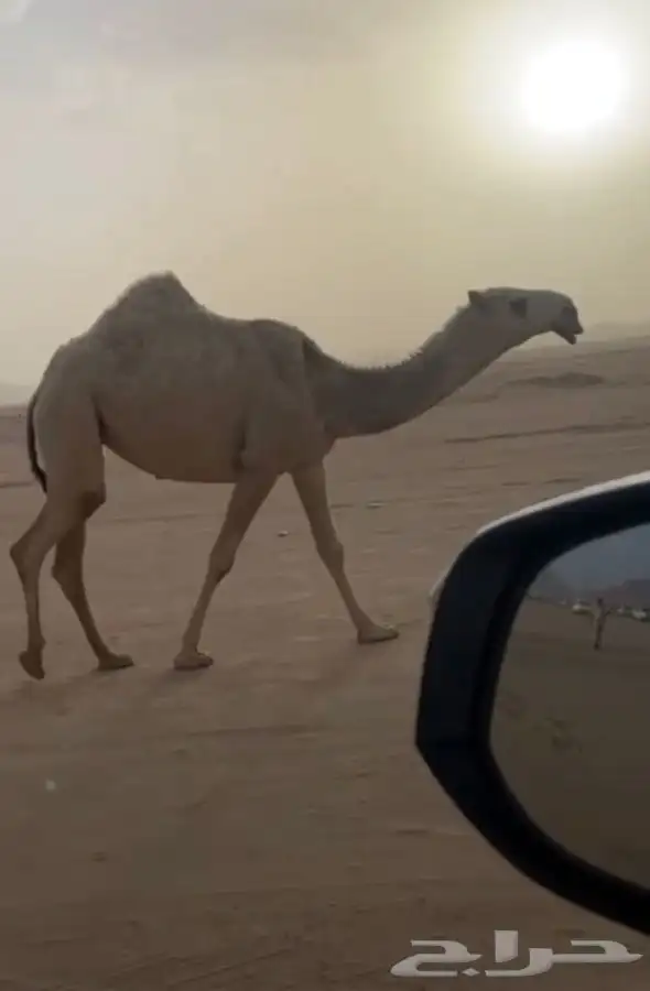 فحل احمر كفو شكل وانتاج وساس السوم 50 فديو جديد 7