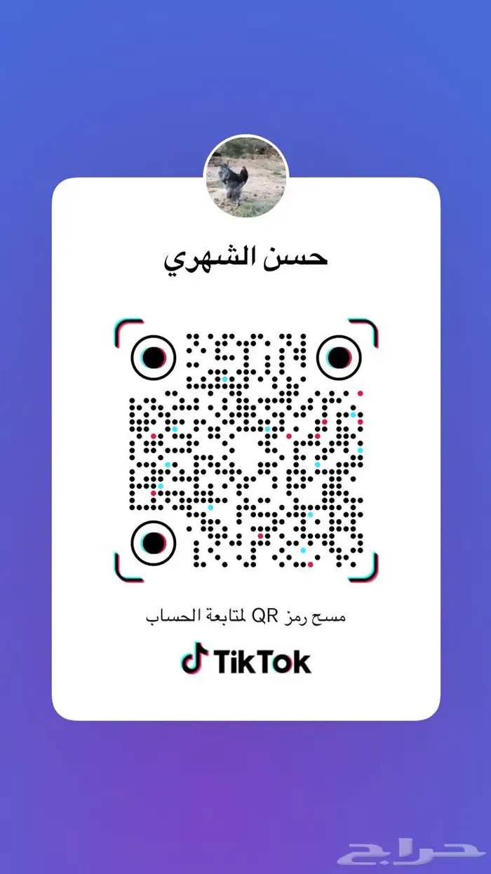صوص صيصان فروخ بلدي 24