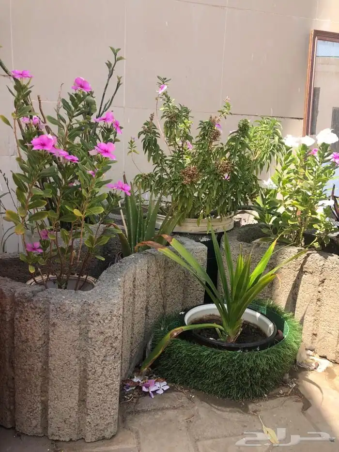 مراكن زرع من الأسمنت مراكن اسمنتيةوشجر اللوز الهندي 9