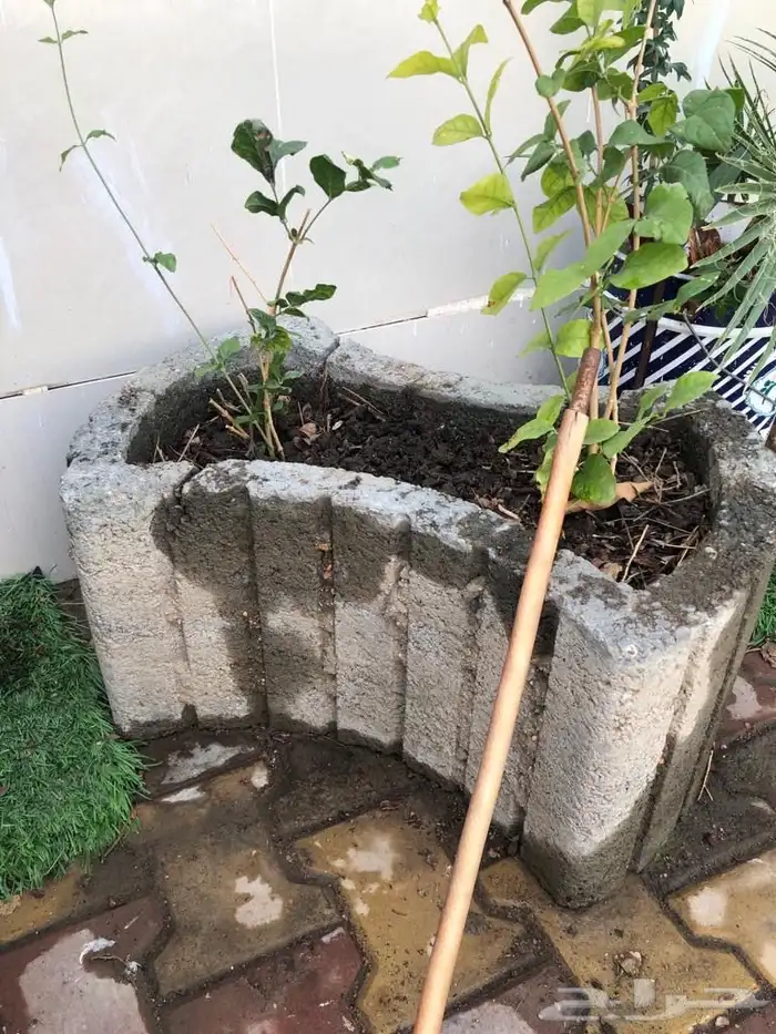 مراكن زرع من الأسمنت مراكن اسمنتيةوشجر اللوز الهندي 3