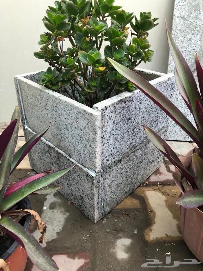 مراكن زرع من الأسمنت مراكن اسمنتيةوشجر اللوز الهندي 4