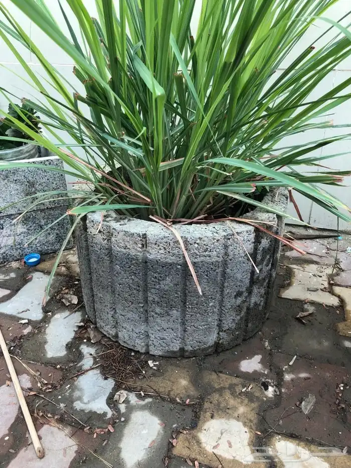 مراكن زرع من الأسمنت مراكن اسمنتيةوشجر اللوز الهندي 0