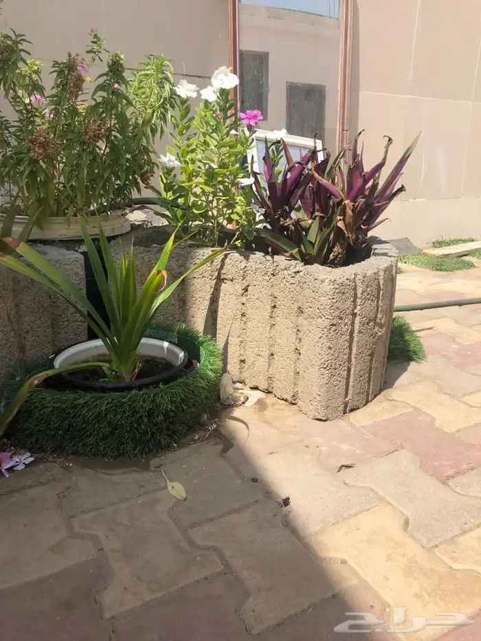 مراكن زرع من الأسمنت مراكن اسمنتيةوشجر اللوز الهندي 8